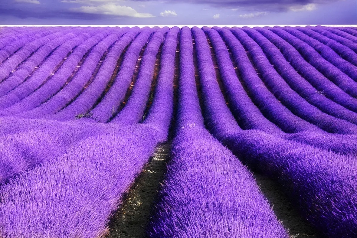 coltivazione lavanda