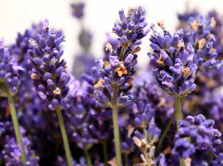 campo di lavanda