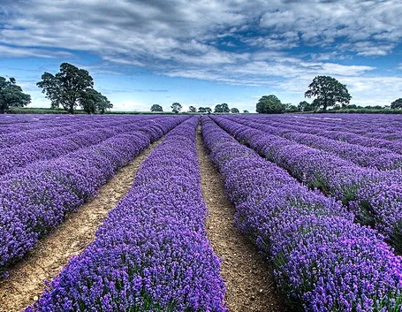 potatura lavanda