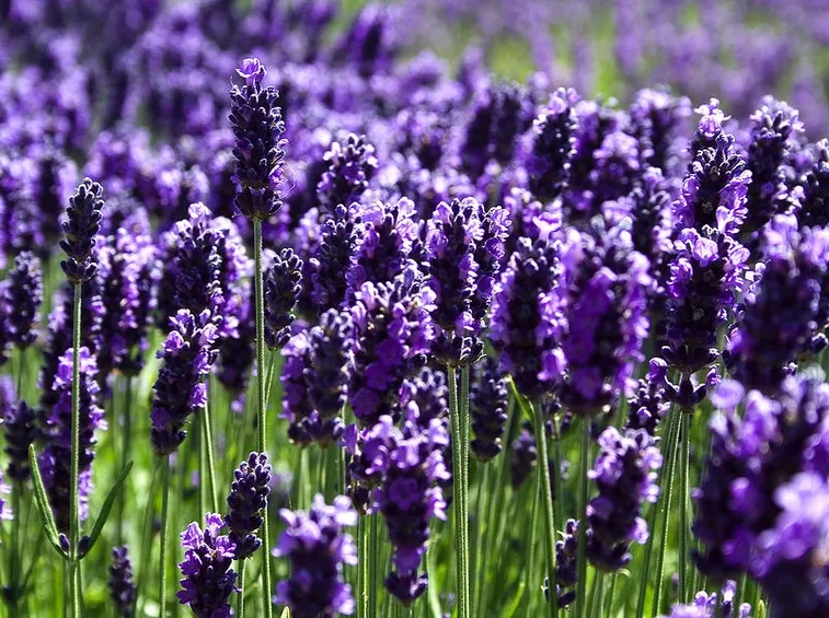 potatura lavanda2