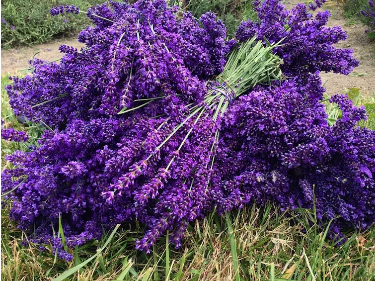 raccolta lavanda