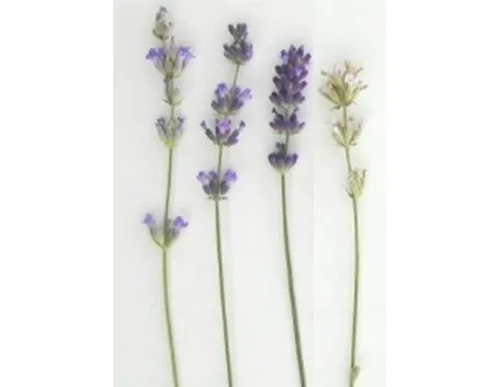 prodotti lavanda