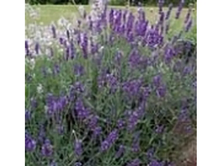 prodotti lavanda2