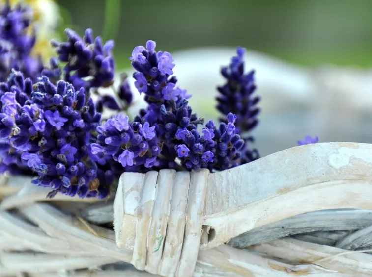lavanda