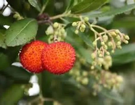 Bacche e frutti di corbezzolo