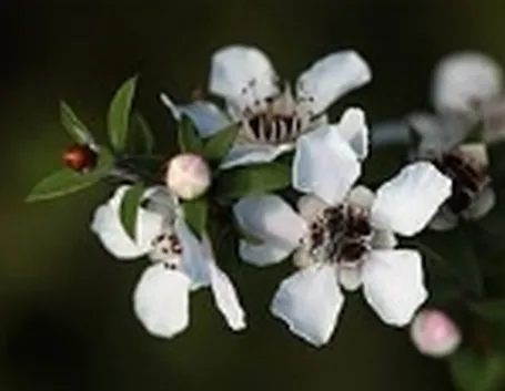 miele di manuka
