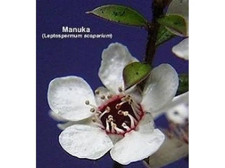 miele di manuka2