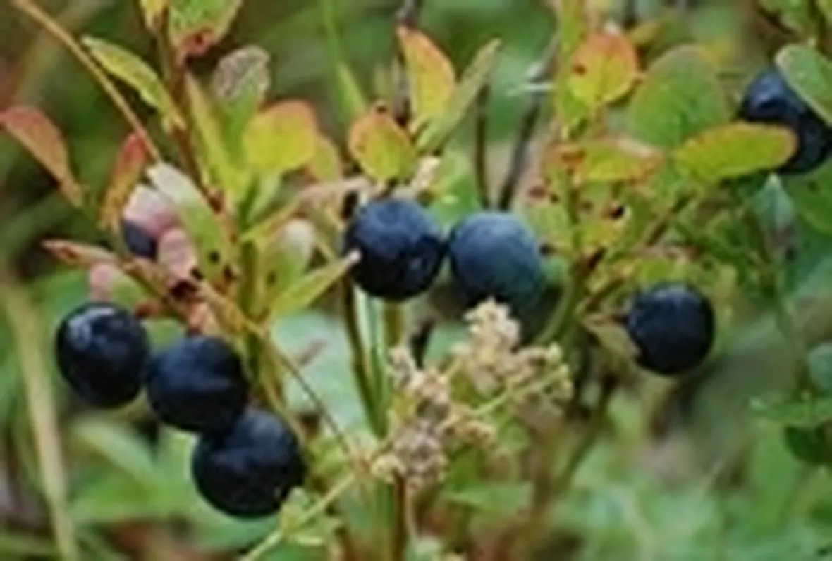 prodotti mirtillo