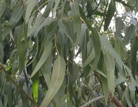 La pianta di eucalipto da cui si ricava l'olio essenziale
