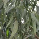 La pianta di eucalipto da cui si ricava l'olio essenziale