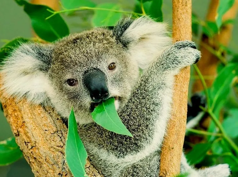 Il Koala, l'animale che si nutre solo di foglie di eucalipto