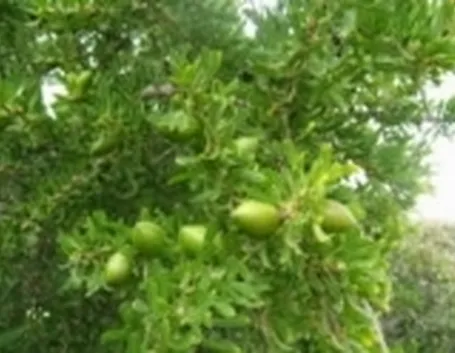 olio argan