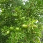 olio argan