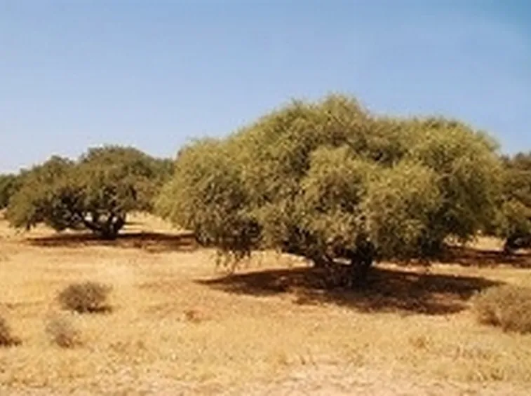 olio argan2