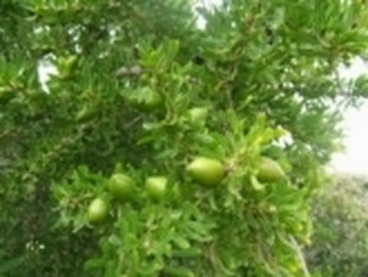 olio argan