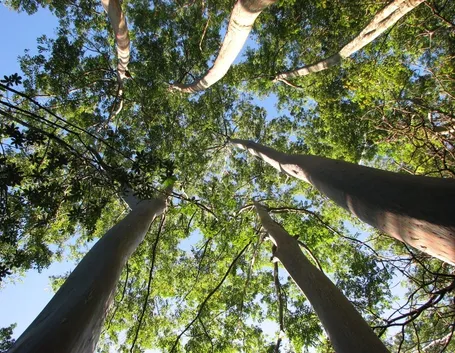 Alberi di eucalipto.