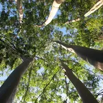 Alberi di eucalipto.