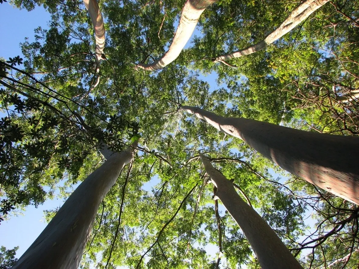 Alberi di eucalipto.