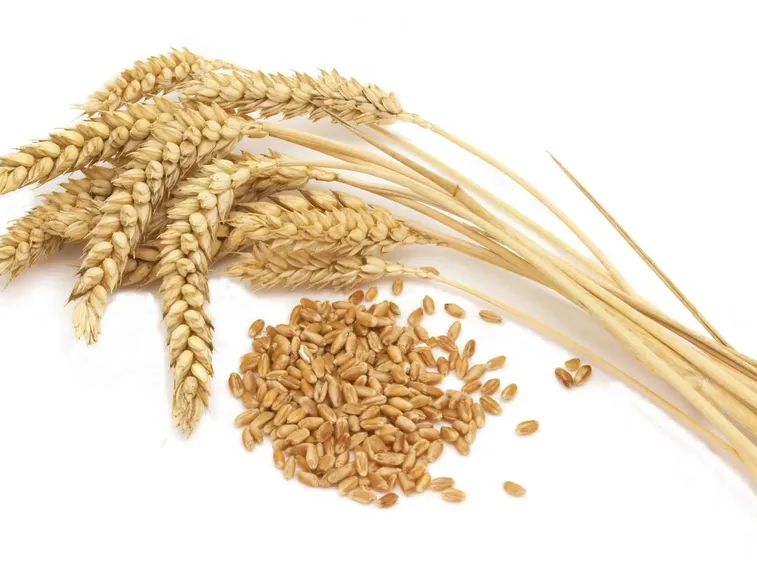 olio di germe di grano2