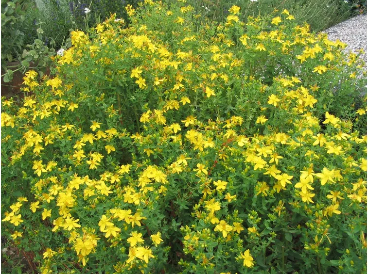 olio di iperico