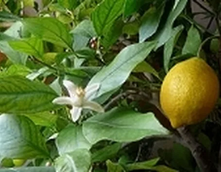 olio di limone