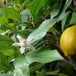 olio di limone
