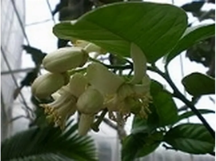 olio di limone2