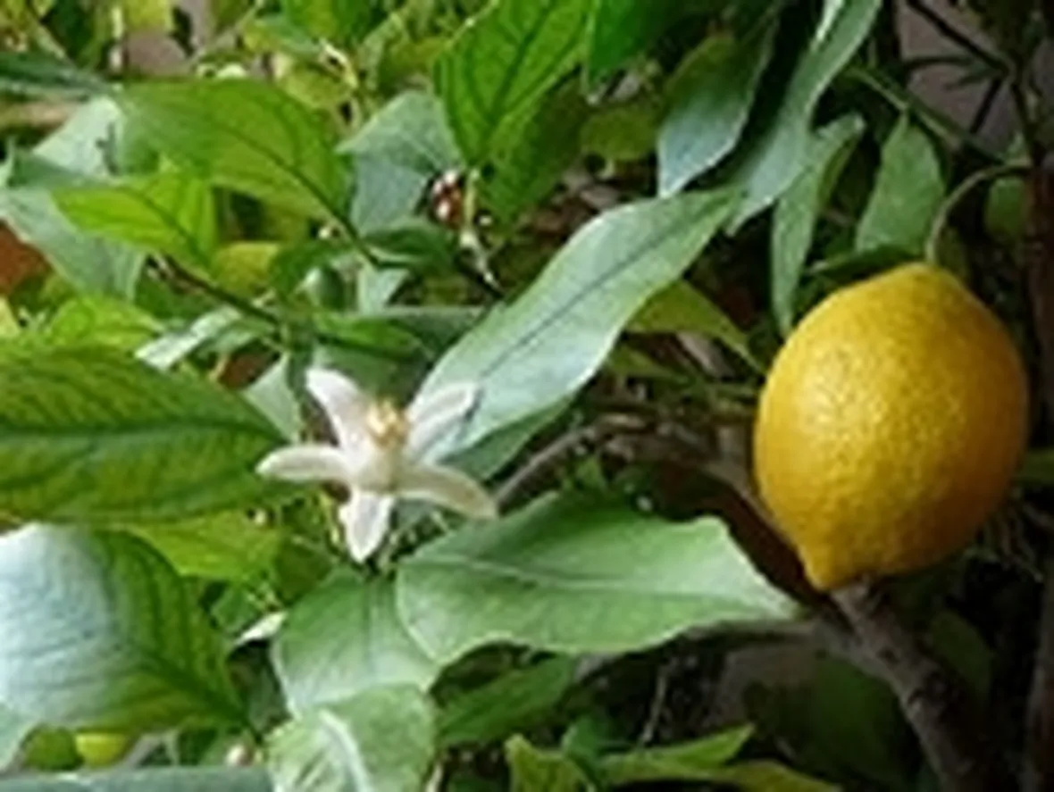 olio di limone