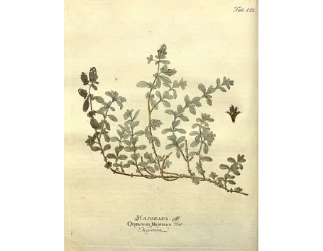 Illustrazione botanica di Origanum majorana