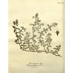 Illustrazione botanica di Origanum majorana