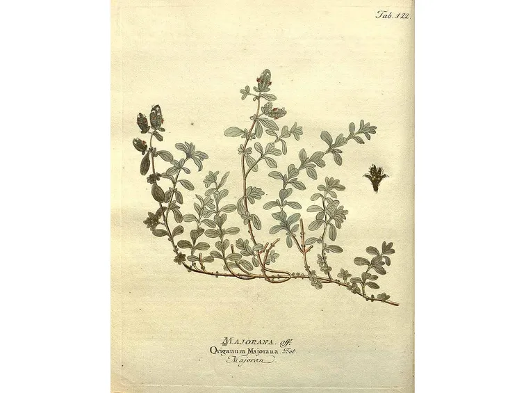 Illustrazione botanica di Origanum majorana