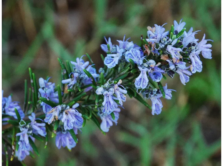 Fiori di rosmarino