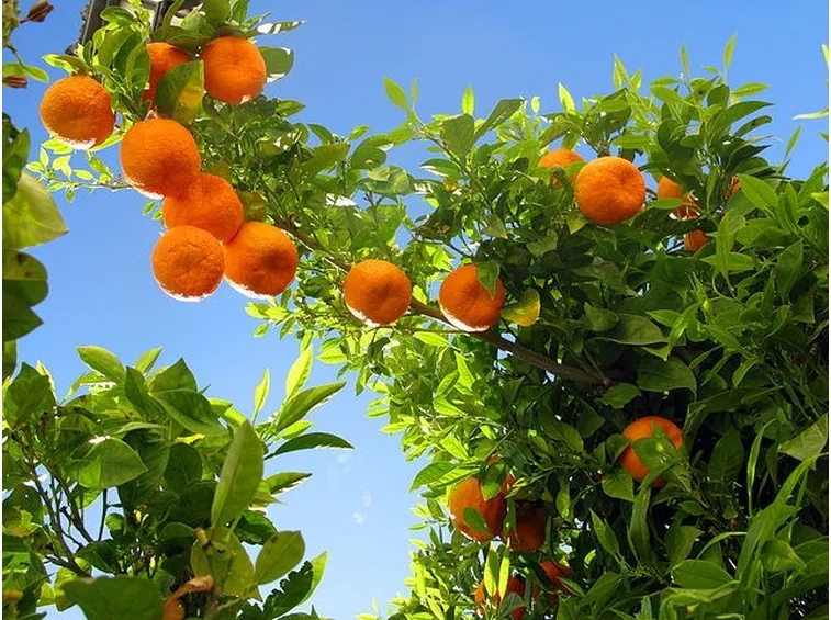 Albero di arancio