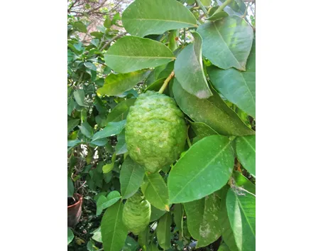 Albero di bergamotto (Citrus bergamia)