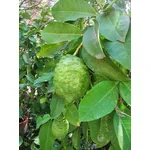 Albero di bergamotto (Citrus bergamia)