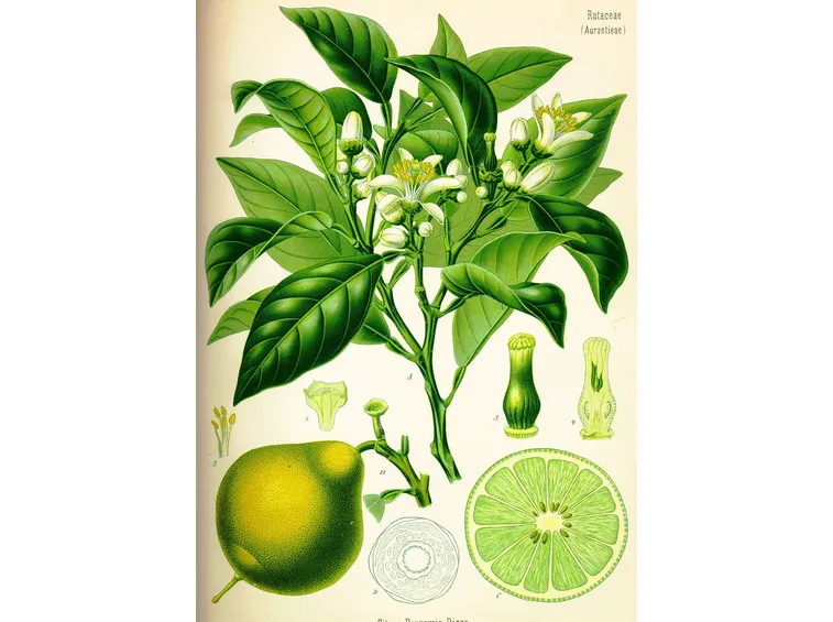 Citrus bergamia - erbario