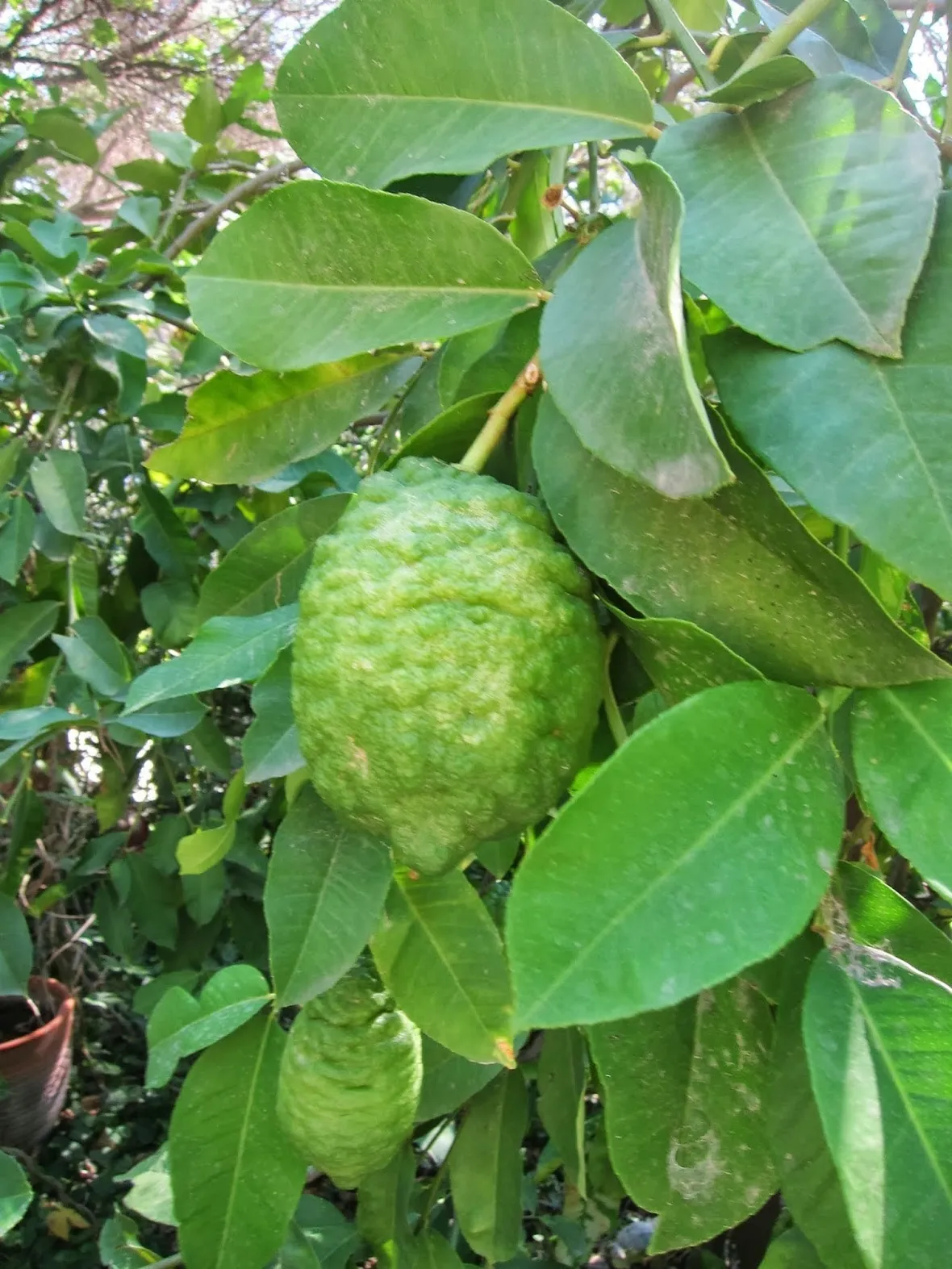 Albero di bergamotto (Citrus bergamia)