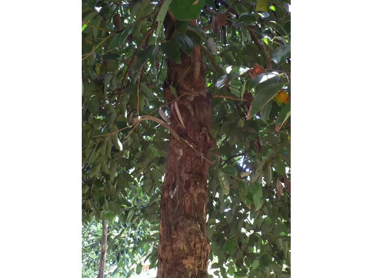 Corteccia dell'albero di cannella