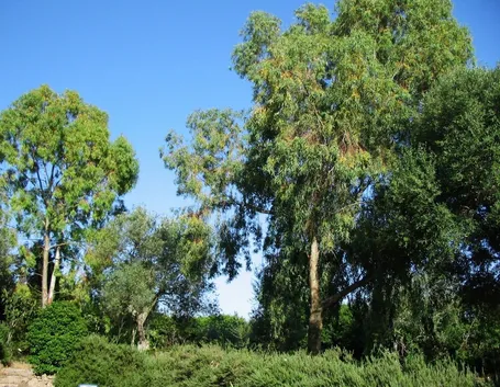 Alberi di eucalipto