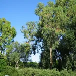 Alberi di eucalipto