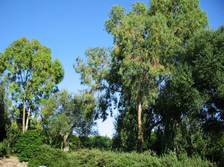 Alberi di eucalipto
