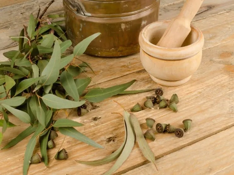 Suffumigi a base di olio essenziale di eucalipto