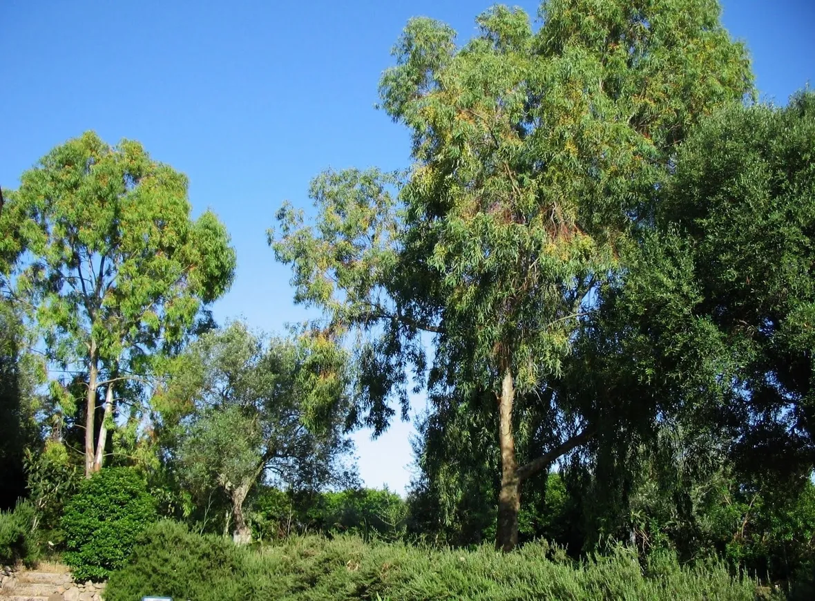 Alberi di eucalipto