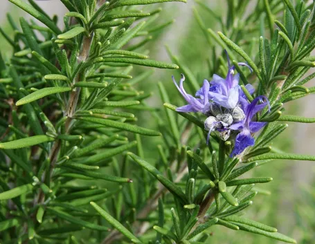 Rosmarino (Rosmarinus officinalis)