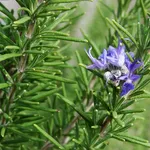 Rosmarino (Rosmarinus officinalis)