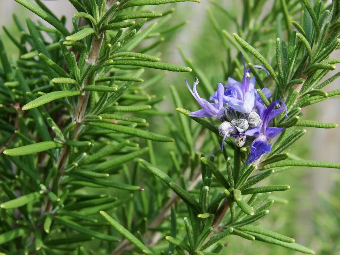 Rosmarino (Rosmarinus officinalis)