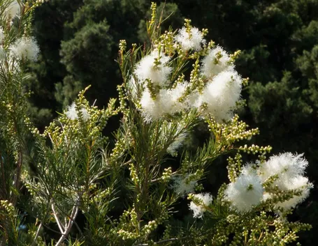 Albero di Tea tree (Melaleuca alternifolia)