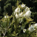 Albero di Tea tree (Melaleuca alternifolia)