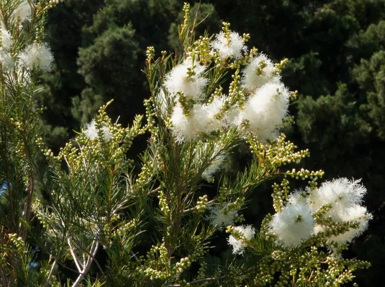 Albero di Tea tree (Melaleuca alternifolia)