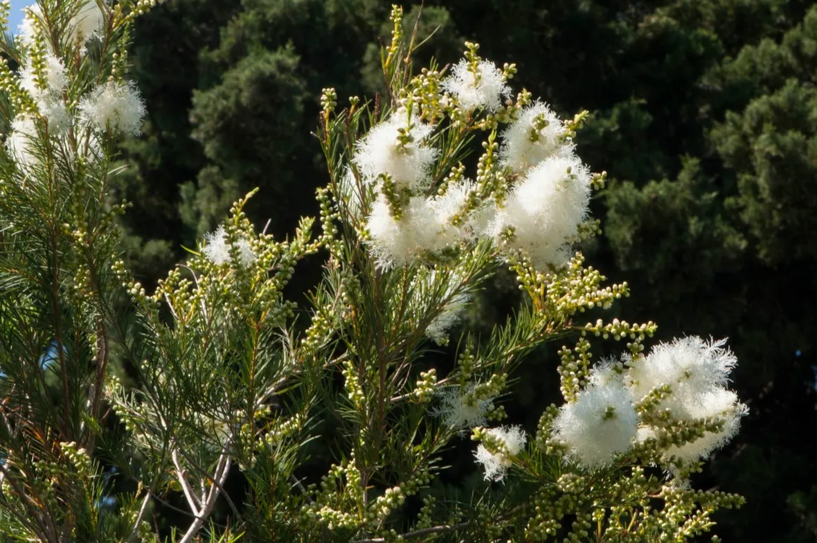 Albero di Tea tree (Melaleuca alternifolia)